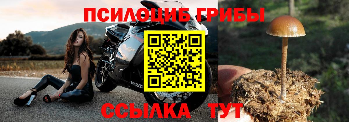 Псилоцибиновые грибы прущие грибы  Вход с VPN  Горно-Алтайск 